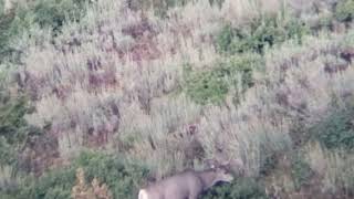 Phone Skope Example Digiscoping Video  800 Yards Deer iPhone 11 Pro and Vortex Razor Spotting Scope [upl. by Icat349]