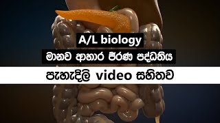 ahara jirana paddathiya  මානව ආහාර ජීරණ පද්ධතිය 😨  The Digestive system sinhala  al biology [upl. by Ash239]