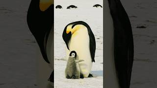 Penguins Natures Cutest Marvel facts animals wildlife nature penguin [upl. by Ecnarret406]