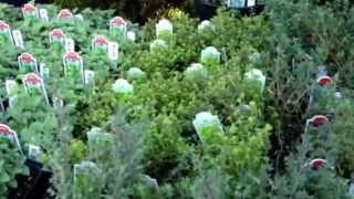 Perennial Edibles for Early Season Gardening and Eating [upl. by Resarf]