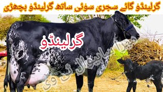 Girlendo cow farm in Pakistan ll Girlendo cow for sale in Pakistan ll 9 January 2024 [upl. by Yhtac874]