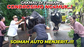 ADA SOIMAHCONDROSIMO NGAMBEK  LANGSUNG NYAMBET GAES [upl. by Aihsit]