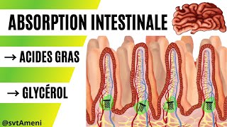 Absorption des lipides  Mécanismes de labsorption des lipides  Voies de labsorption des lipides [upl. by Becker]