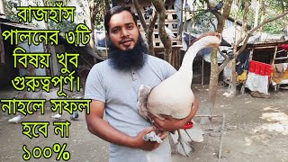 রাজহাঁস পালনের নিয়ম কারণ। raj hash palon korar niom karon chitrapurikrishichita [upl. by Bonita152]