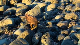 Galápagos Hawk Kills a Lava Heron [upl. by Eecart]