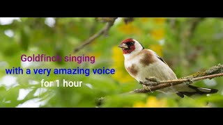 Goldfinch singing and tweets very beautiful 1 hour [upl. by Dorothee]