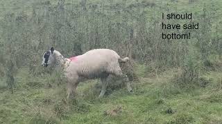 A Short Walk in the Yorkshire Dales To See Sheep [upl. by Sage]