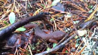 Rough skinned newt migration [upl. by Yates]