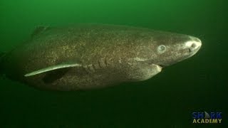 Greenland Sharks  SHARK ACADEMY [upl. by Ained971]