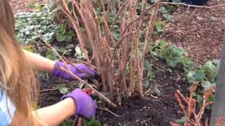 How to Prune Raspberries  Sunset [upl. by Sedlik]