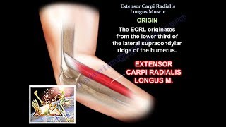 Extensor Carpi Radialis Longus  Everything You Need To Know  Dr Nabil Ebraheim [upl. by Esilahc]