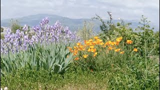 Grasse  Un label remarquable pour Les Jardins du Musée International de la Parfumerie [upl. by Ahseihs]