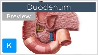 Duodenum function and overview preview  Human Anatomy  Kenhub [upl. by Gayn627]