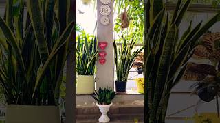 sansevieria plant best air purifier plant🪴viralsnakeplantshort youtubeshorts [upl. by Simsar]