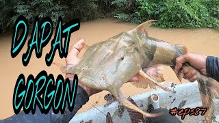 tahan jaring ikan sungai dugaan bila air besar ada hasil eps87 [upl. by Mather]