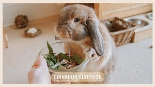 DIY Forage Blends for Rabbits [upl. by Aissatsan245]