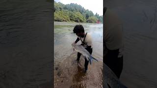 Malabar Hybrid Mahseer 🔥 kerala karnataka fish [upl. by Yadnil783]