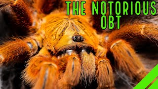 Orange Baboon Tarantula OBT Pterinochilus murinus Care amp Husbandry [upl. by Adnohsak]