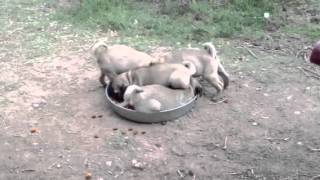 Pug puppies fighting for food [upl. by Yrreiht]