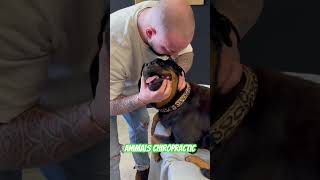 Animals Chiropractic 💚💚asmr dogshorts animals türkiye shorts foryou [upl. by Eerihs21]