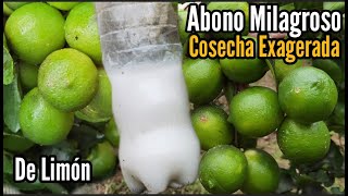 Abono Milagroso hará que Tengas Una Cosecha Exagerada de Limón 🍋 Muy Bueno para el Cuaje de Limón [upl. by Harac]