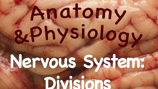 Nervous System  Divisions of the Nervous System 1009 [upl. by Asenej]