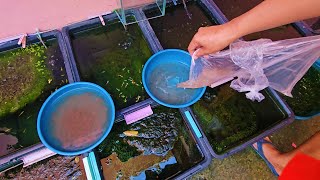 Natural Outdoor Guppy Setup Full Update I Bought Live Daphnia and This is How I Prepare Them [upl. by Gawen]