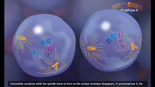 Meiosis 3D Animation Traducido español latino [upl. by Eanar]