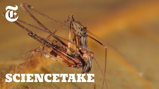 Pelican Spiders Ancient Assassins That Eat Their Own Kind  ScienceTake [upl. by Bainbrudge]