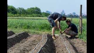 Erdbeeranbau Teil 1 Vorbereitung des Feldes GARTENBAU [upl. by Anwahsed]