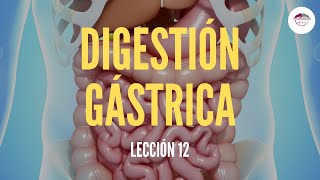 12 LA DIGESTIÓN GÁSTRICA ESTRUCTURA Y FUNCIÓN DEL SISTEMA DIGESTIVO [upl. by Mages]