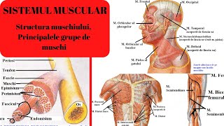 ADMITERE MEDICINA SISTEMUL MUSCULAR 1 Structura muschiului si principalele grupe de muschi [upl. by Nylkoorb240]