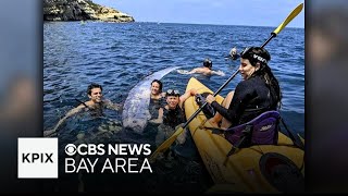 Rarely seen oarfish found in Southern California [upl. by Ahsiram845]