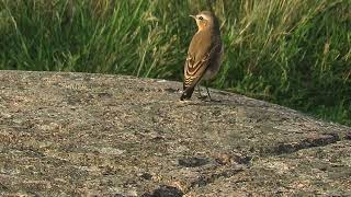 Northern Wheatear standing on the ground [upl. by Wrightson]