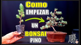 ⚠ COMO HACER UN BONSAI de PINO PINEA⚠ ✔ PODA Y PINZADO PARA RAMIFICAR [upl. by Calica]