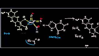 Biochemistry  Purine Catabolism Conversion of Hypoxanthine to Uric Acid [upl. by Libys]