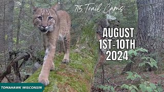 August 1st10th 2024 Tomahawk Wisconsin Trail Camera Highlights [upl. by Ltney]