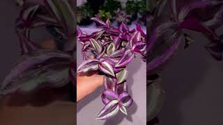 Tradescantia Zebrina tradescantiazebrina trailingplants plants plantcommunity [upl. by Aicinod840]