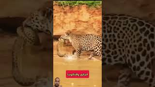 tigerlion newmusic animals lion newmusicrelease newsong funny punjabimusic wildlife [upl. by Idihsar]