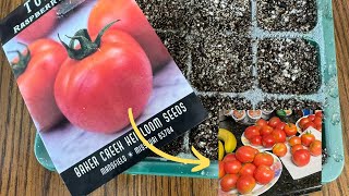 StepbyStep Guide To Growing Tomatoes  Part 1  Starting From Seed [upl. by Yoshiko773]