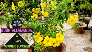 How to grow and care for Bush Allamanda Yellow Bells Golden Trumpet a heavy summer bloomer [upl. by Tihw]