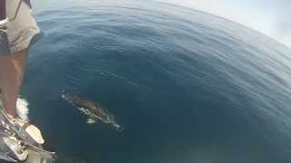 Cape finisterre white sided dolphins [upl. by Ethan226]