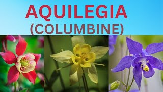 Aquilegia Flower  Columbine  All About Aquilegia  Information About Flowers [upl. by Luahs585]