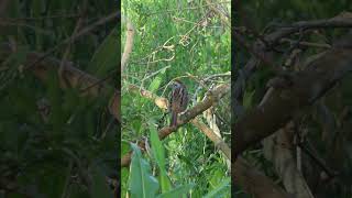 Swamp Sparrow calls softly over a King Rails call [upl. by Nivad]