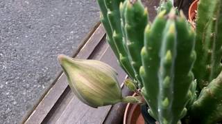 My Stapelia hirsuta Succulent Plant in HUGE bud [upl. by Odranreb765]