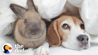 Beagle And Bunny Are Basically Sisters  The Dodo [upl. by Lancelot]