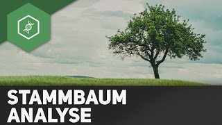 Stammbaumanalyse einfach erklärt [upl. by Enyleuqcaj]