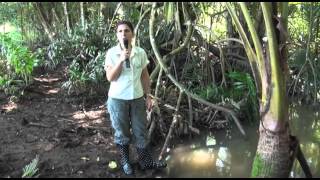 ¿Qué es un estuario Reserva Natural Caño Boquilla en Mayagüez [upl. by Farmer]