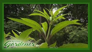 Medicinal Herbs Lisas Greenhouse amp Gardens  Volunteer Gardener [upl. by Nuli816]