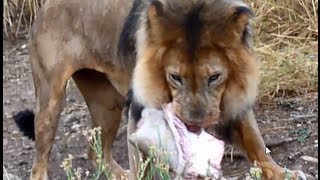 Lion eating feeding on giraffe HD [upl. by Vahe]